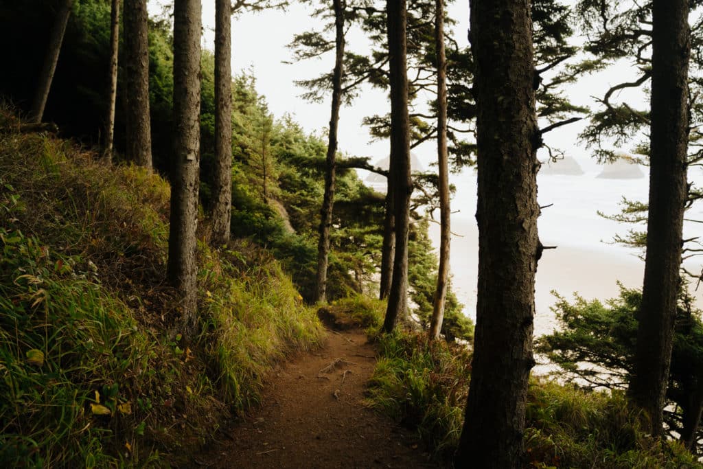Sitka spruce trails over the hiking trail of Crescent Beach at Ecola State Park on the Oregon coast.