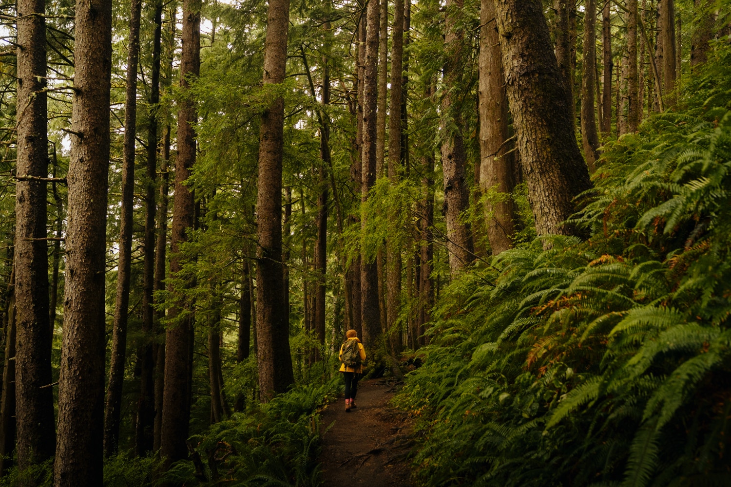 A girl in a yellow rain jacket is looking up at a tall spruce tree on the Cape Falcon trail in Oregon.