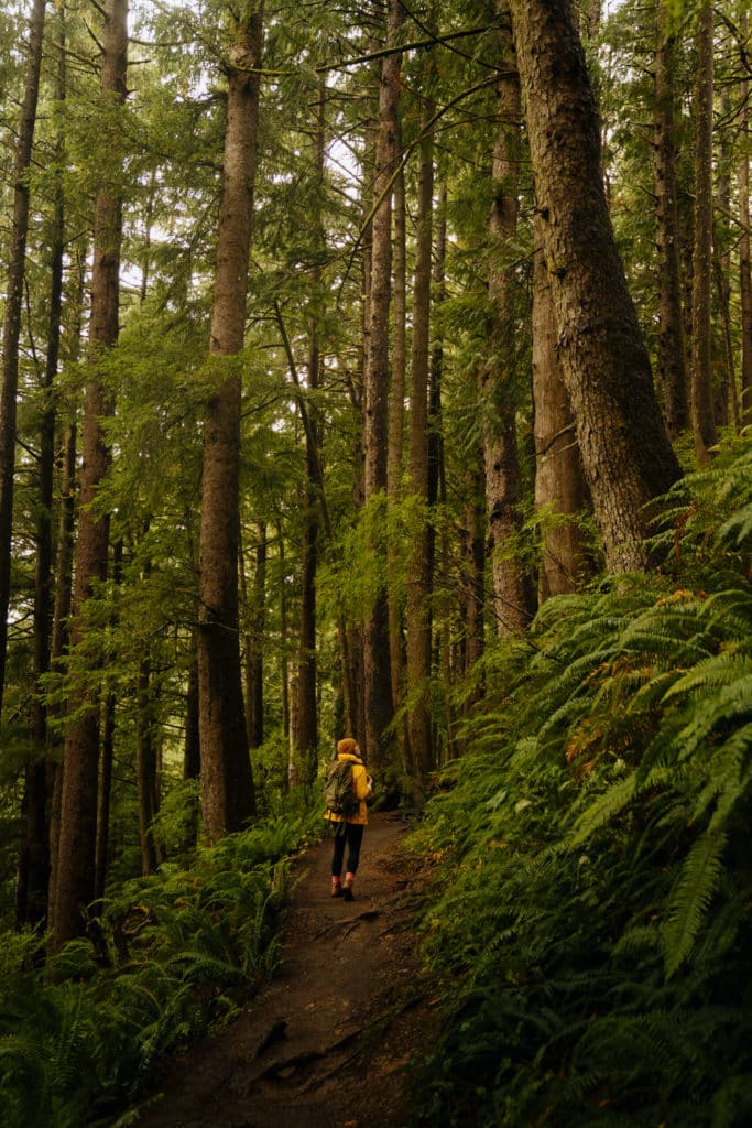 A girl in a yellow rain jacket is on the Cape Falcon hiking trail, looking up at a tall spruce tree on her right.