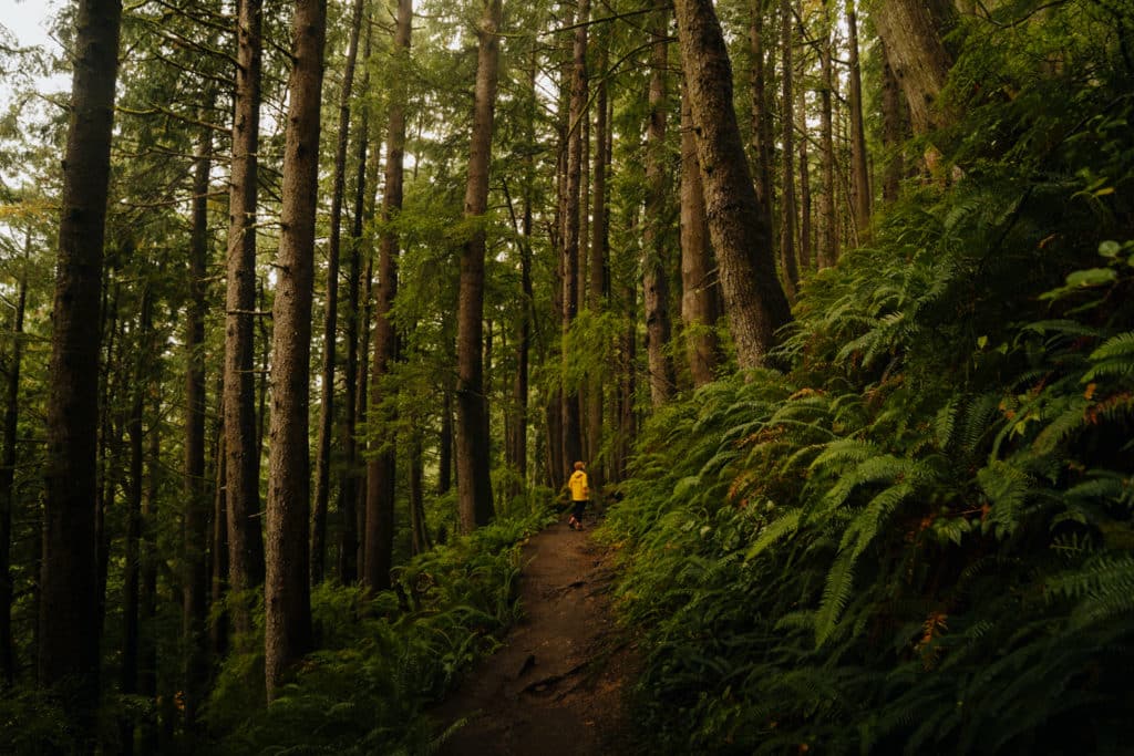 A girl in a yellow rain jacket is hiking the Cape Falcon trail, looking to her left at a wall of ferns.