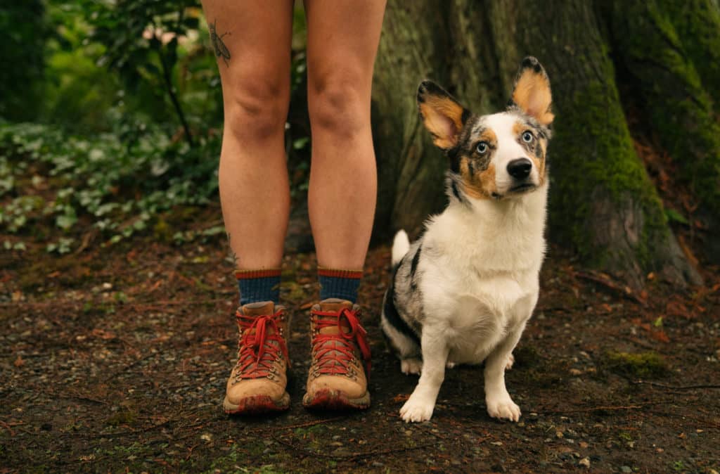 A closeup of Danner Mountain 600 Hiking Boots, with socks peeking out and ferns in the background and a dog next to the feet.