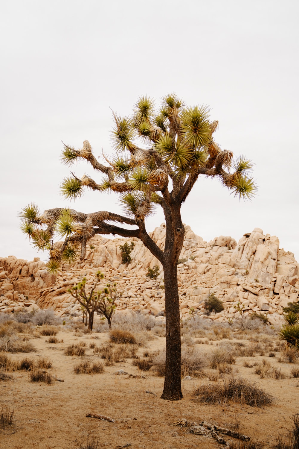 The Best Hikes in Joshua Tree National Park – Short, Long, & Dog Friendly Trails!