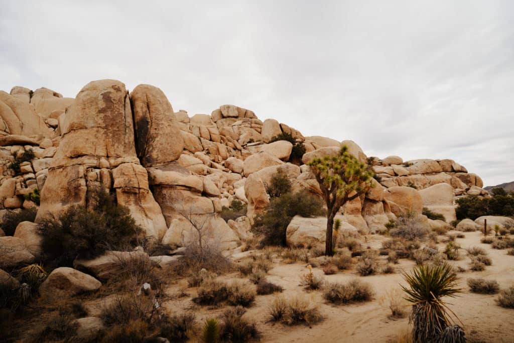 A vista at the Hidden Valley Nature Trail, with Joshua Trees standing in front of a big pile of boulders.
