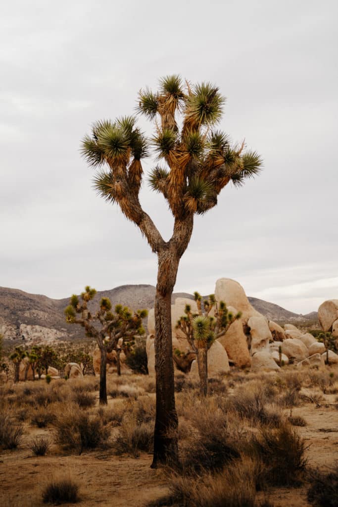 A Joshua Tree along the Hidden Valley Nature Trail, with blurry trees in the background along with a tall boulder pile.
