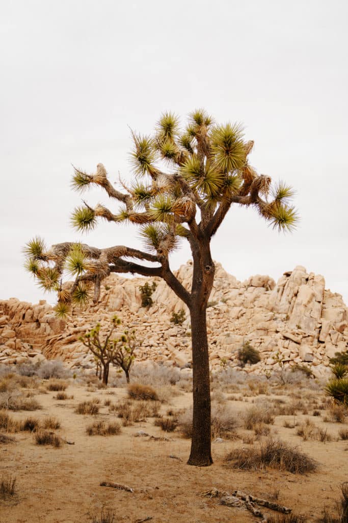 A Joshua Tree along the Hidden Valley Nature Trail, with more trees in the background.