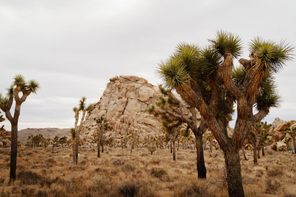 A vista at the Hidden Valley Nature Trail, with Joshua Trees standing in front of a big pile of boulders.