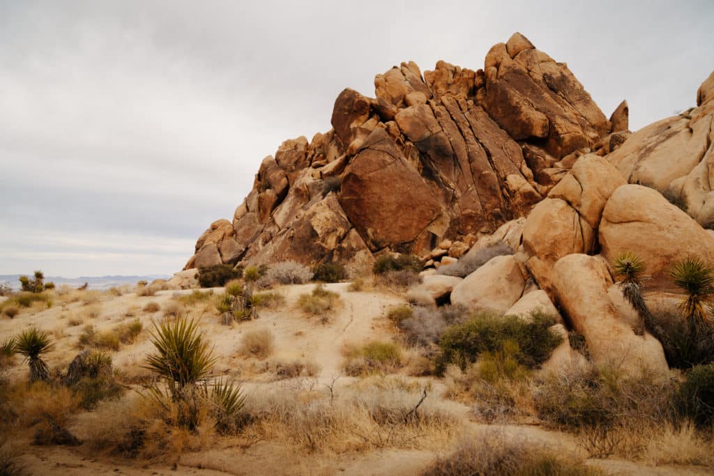 A vista from the Indian Cove Nature Trail. There are cactuses in the foreground, and piles of boulders in the background.