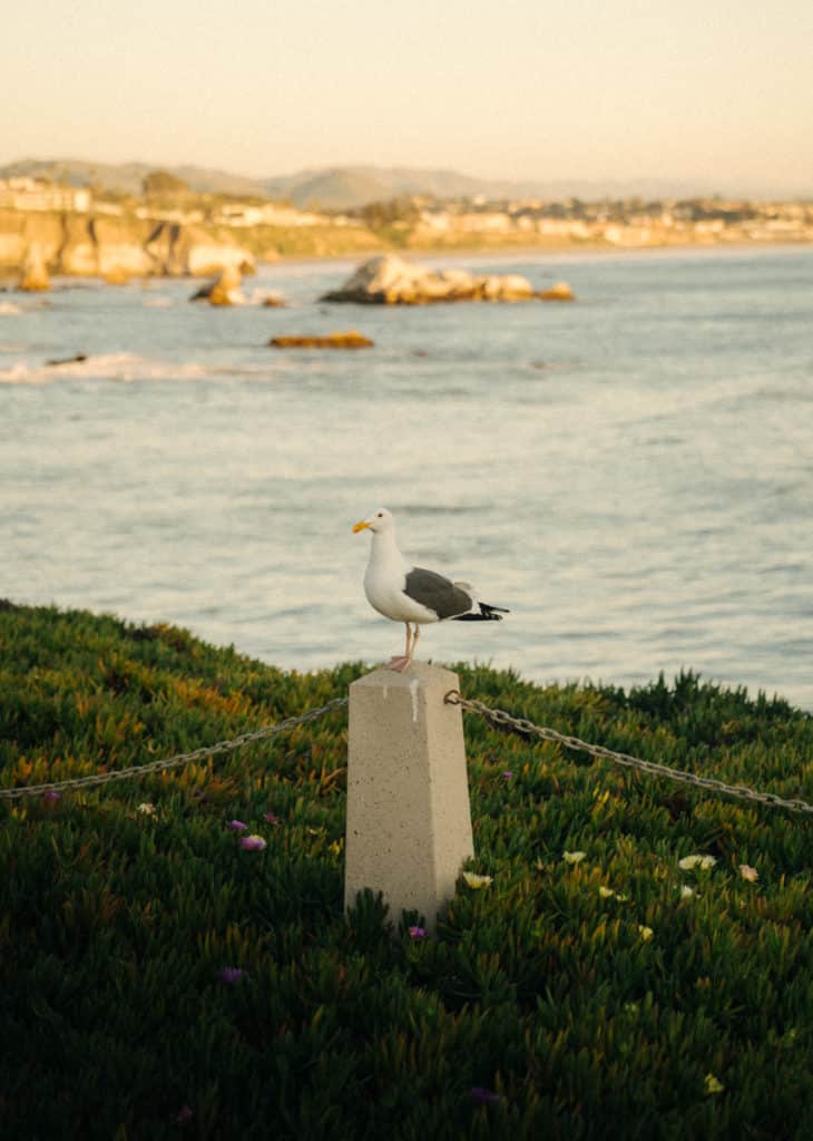 A sea gull is standing on a fence post at Dinosaur Cave Park, with the ocean in the backdrop.