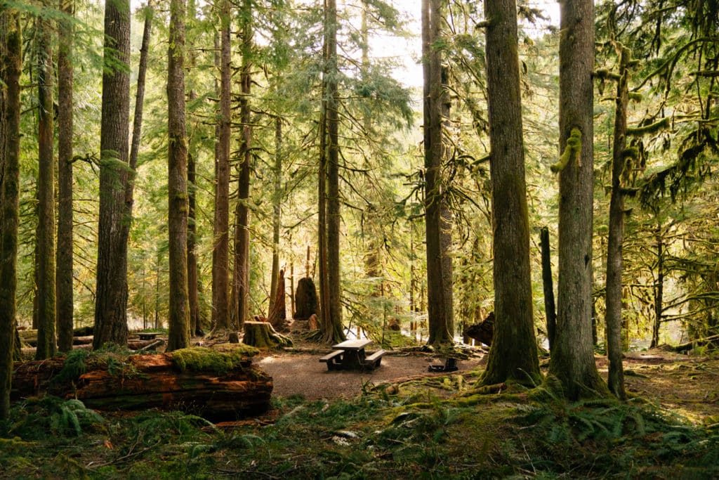 A picnic table by Lake Cushman, surrounded by trees and ferns.