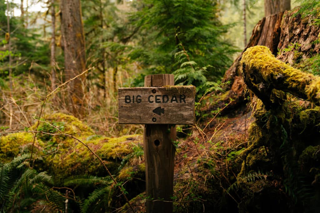 A wooden sign close to the beginning of the Staircase Rapids Loop trail. It says "Big Cedar," with an arrow pointing to the left.