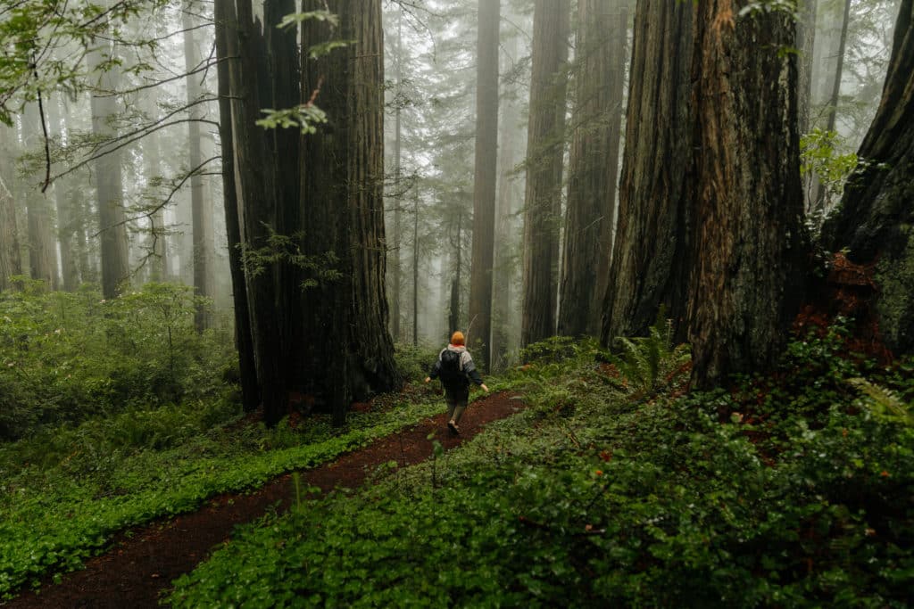 Me walking along the Damnation Creek trail, surrounded by redwood forest.