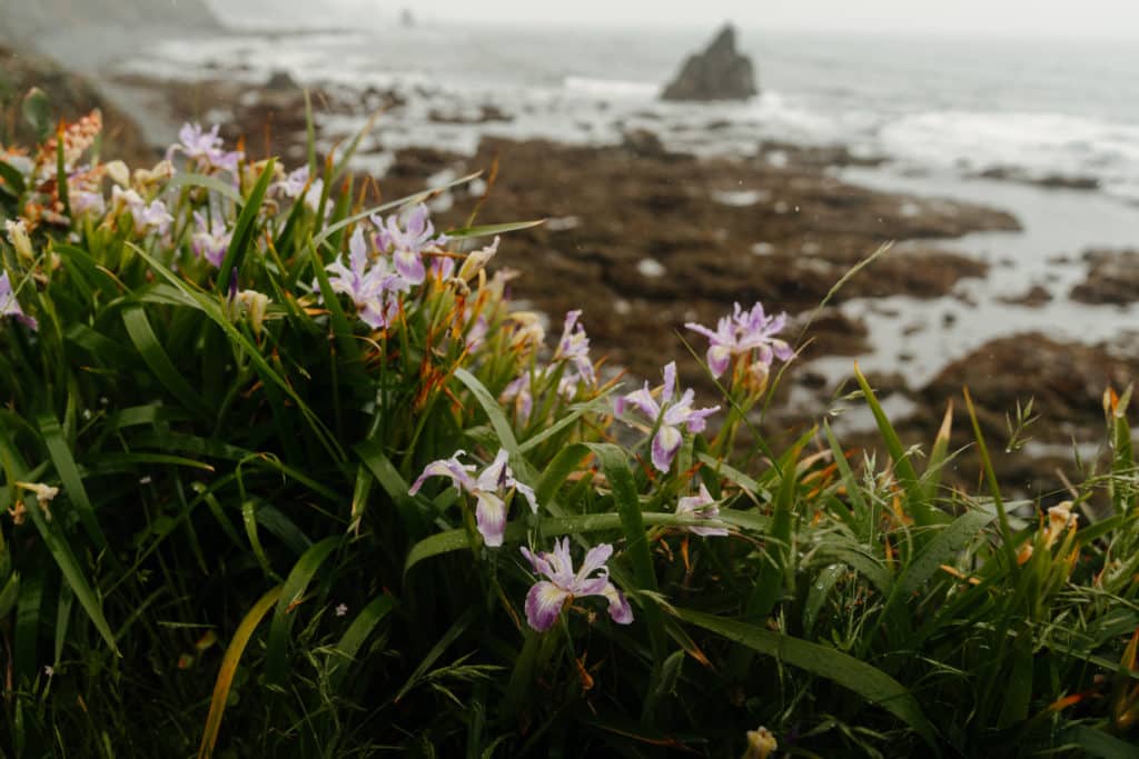 Wildflowers growing on the cliffside at the Damnation Creek beach.