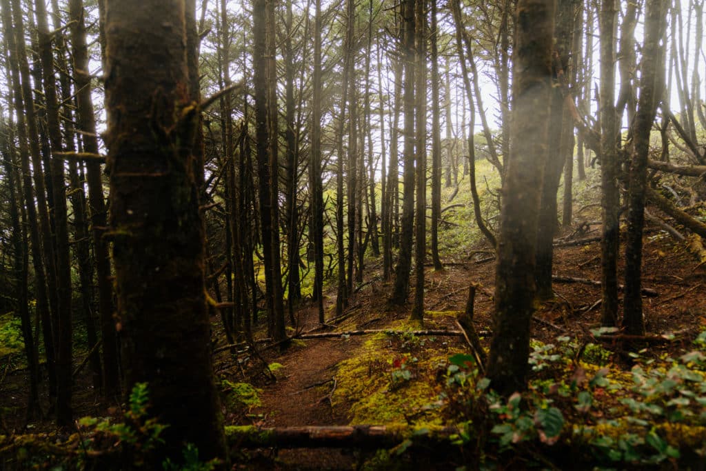 The forested trail to Hobbit Beach.