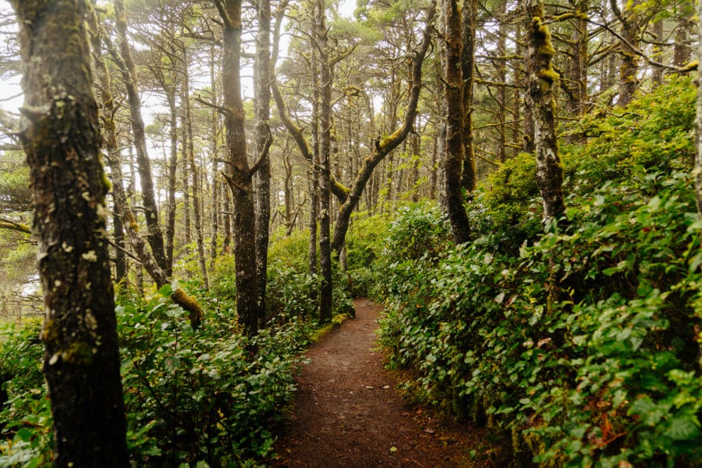 The forested trail to Hobbit Beach.