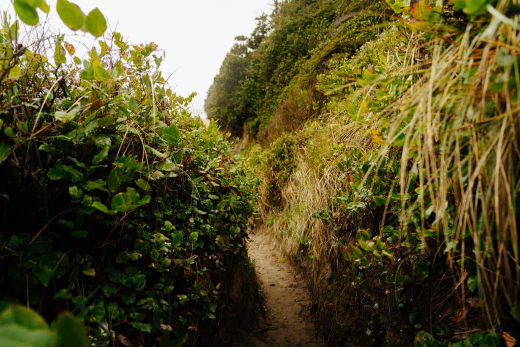 The end of the Hobbit Beach trail, with plant covered walls.