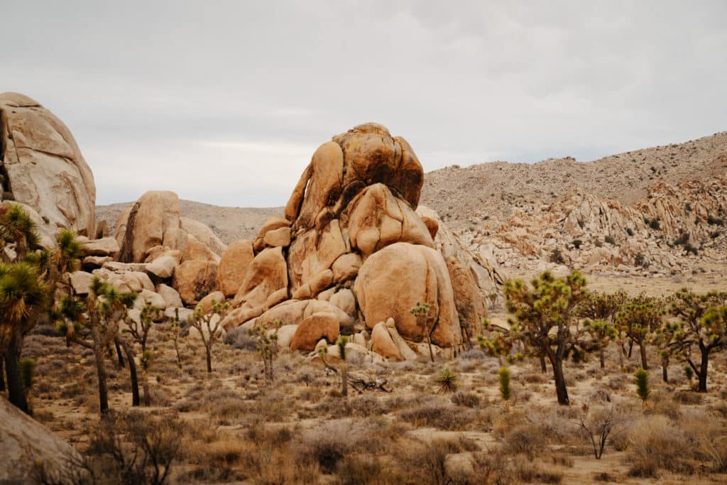 Joshua Tree National Park, with boulders in the background.