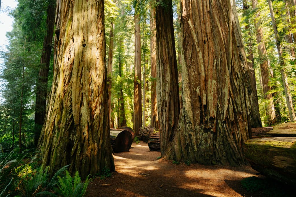 A view of the Stout Memorial Grove loop hike in Redwood National Park.