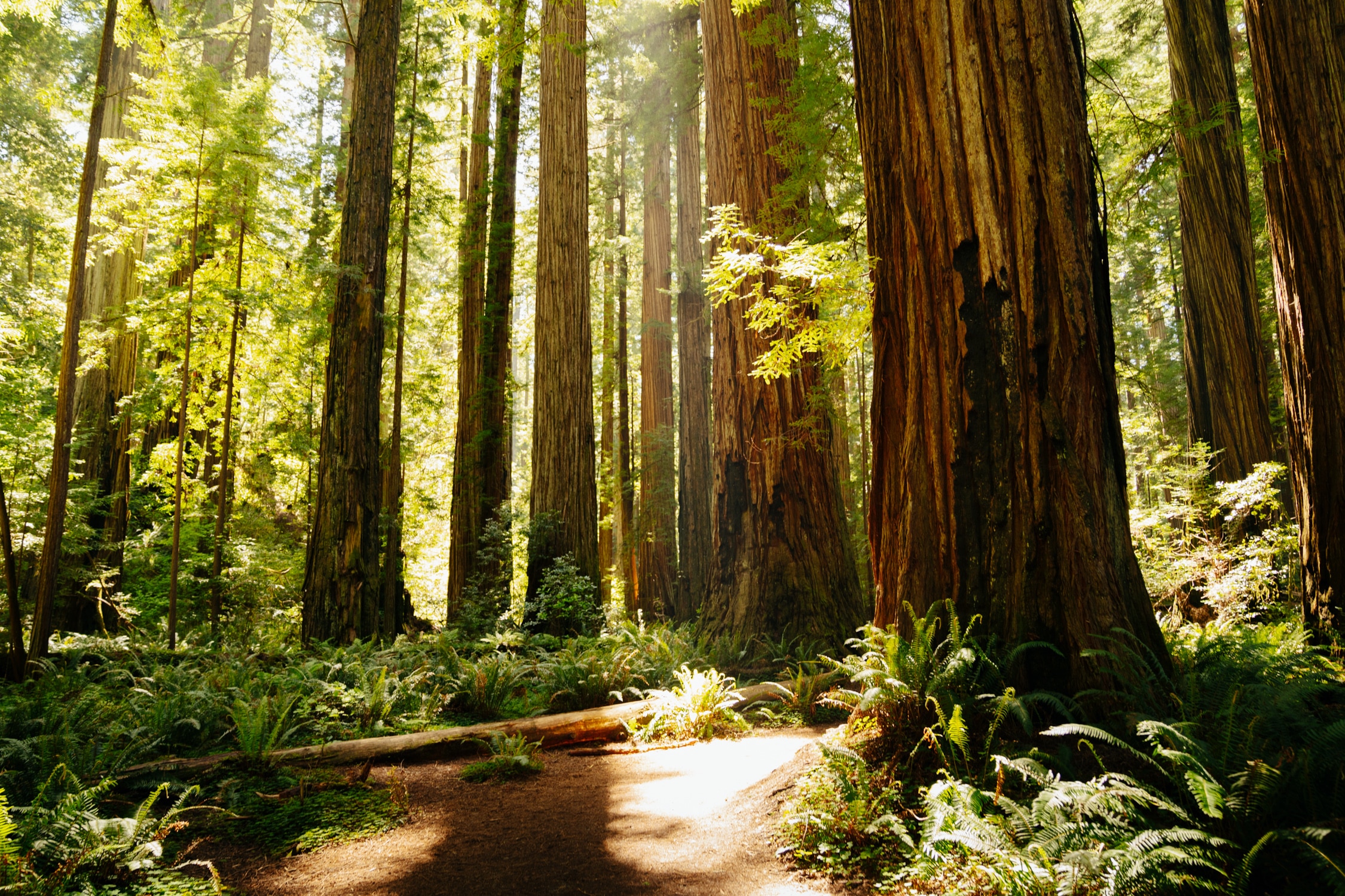 The Best Hikes in Redwood National Park – Itinerary & Guide