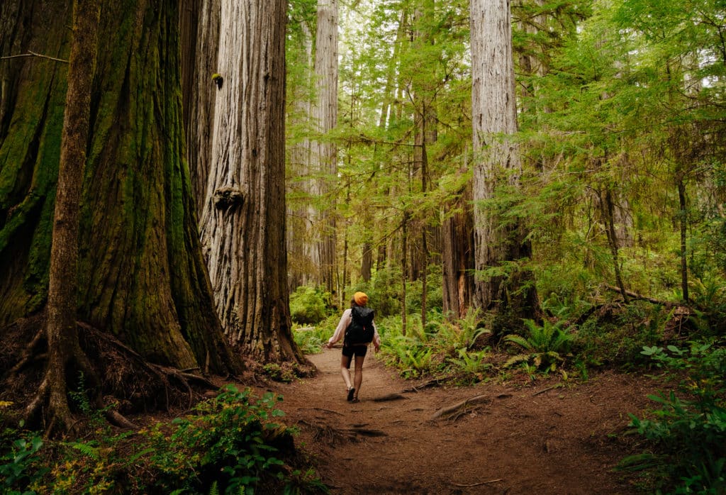 Me walking on the Boyscout Tree hike in Redwood National Park.