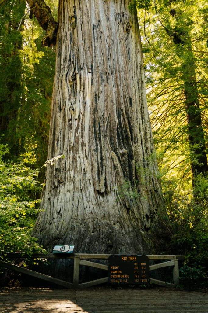 The Big Tree on a hike in Redwood National park.