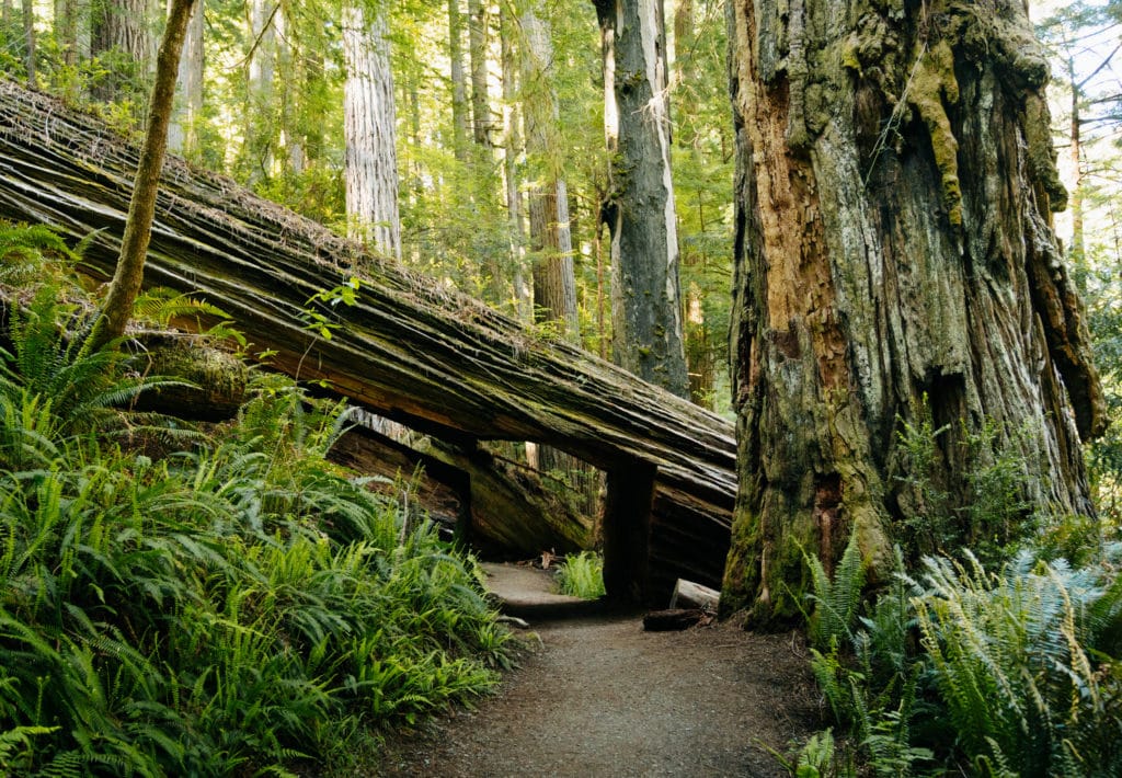 A fallen redwood tree along the Prairie Creek hike in Redwood National Park.