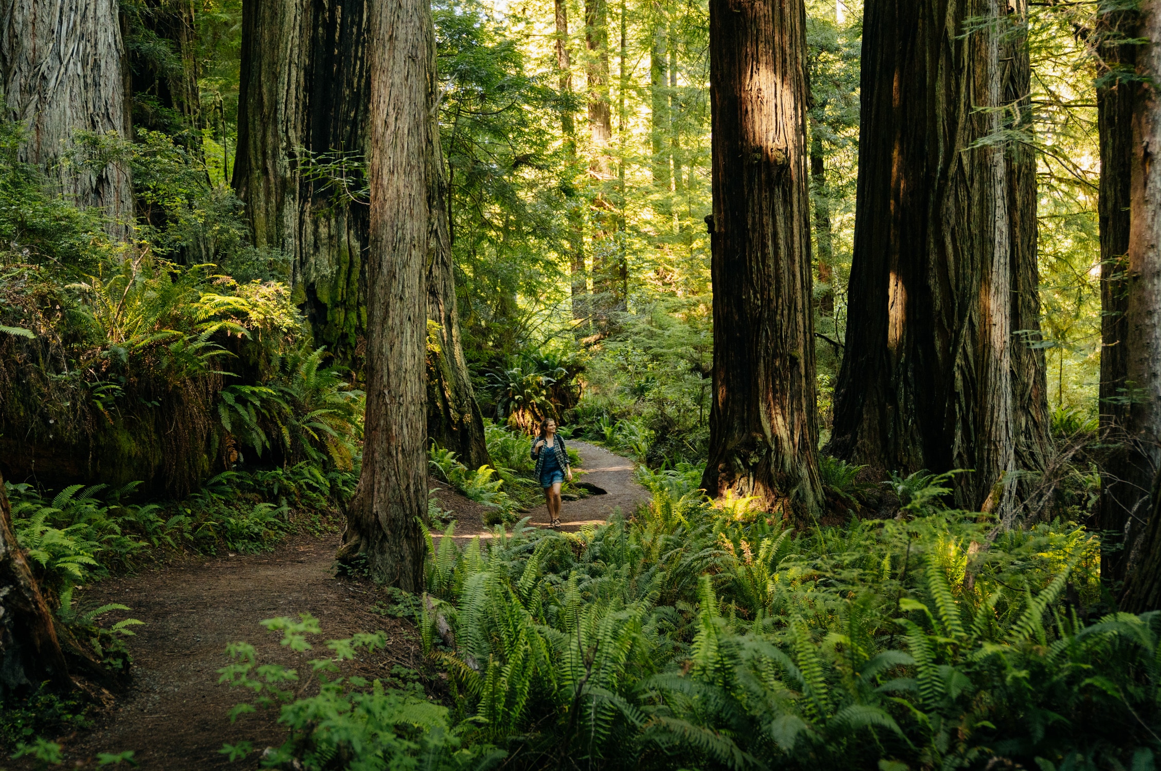 Hike the Prairie Creek – Foothill Trail Loop in the Redwoods