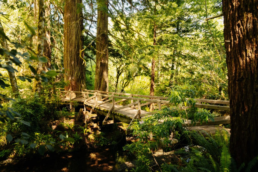 A wooden bridge along the Prairie Creek - Foothill  Loop Trail.
