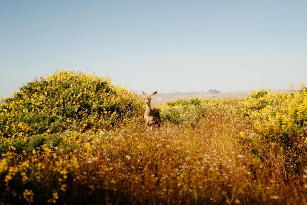 A deer standing in the bushes along the Tomales Point Trail.