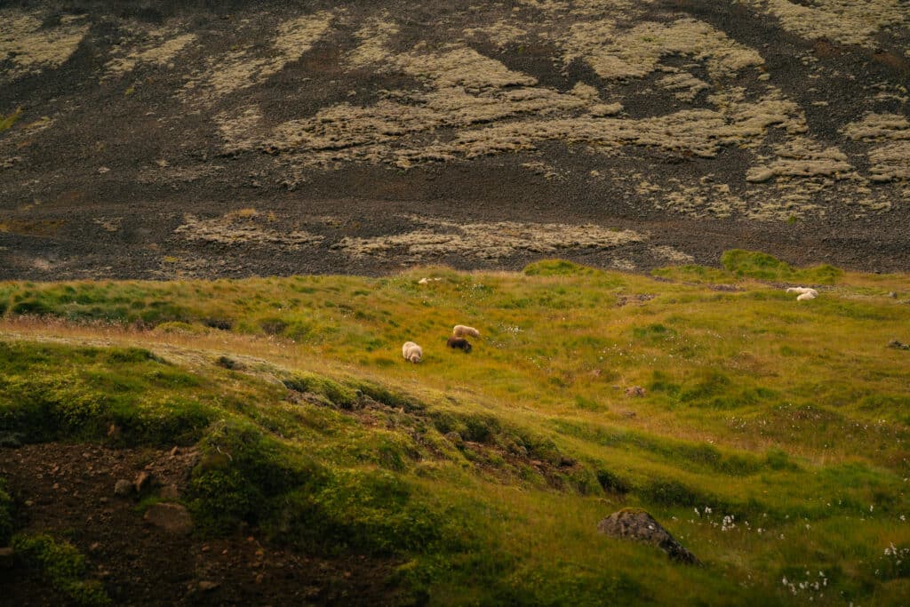 Sheep grazing in the grass by the Reykjadalur Hot Spring Thermal River.