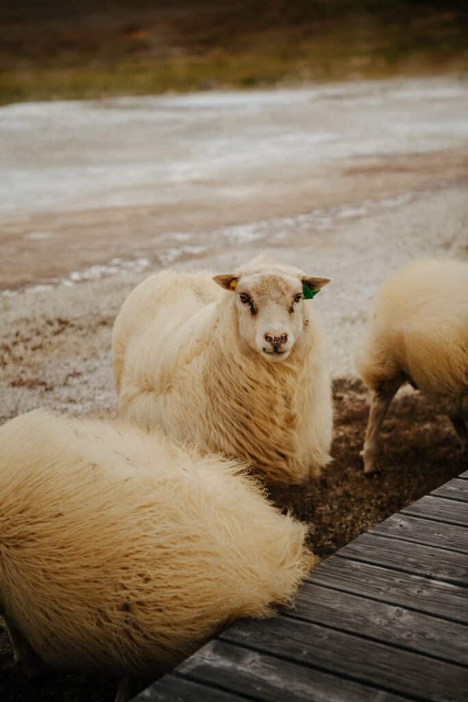 A sheep next to the boardwalk at the  Geothermal Area near the Hveravellir Hot Spring.