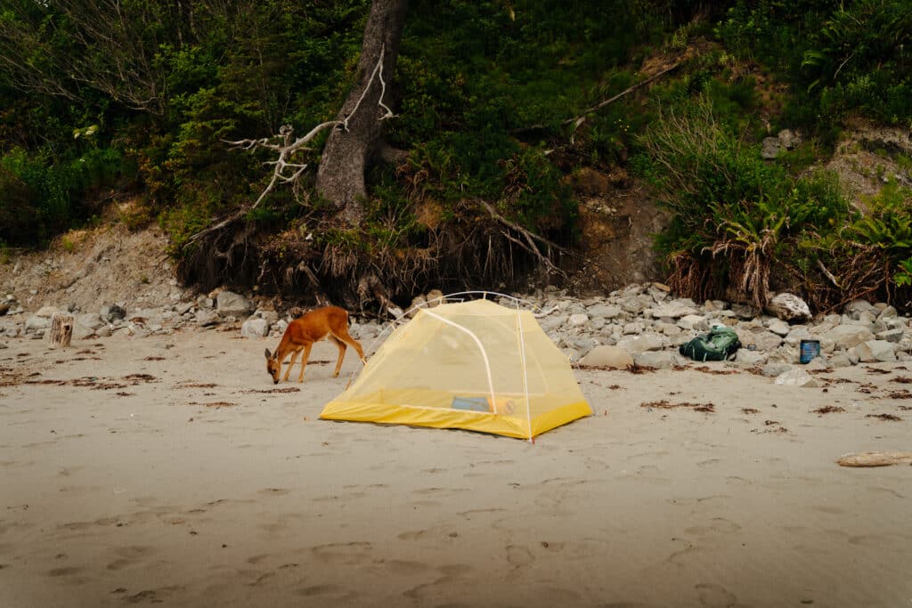 A deer next to a yellow tent at the Toleak Point campsite on the South Coast Wilderness trail.