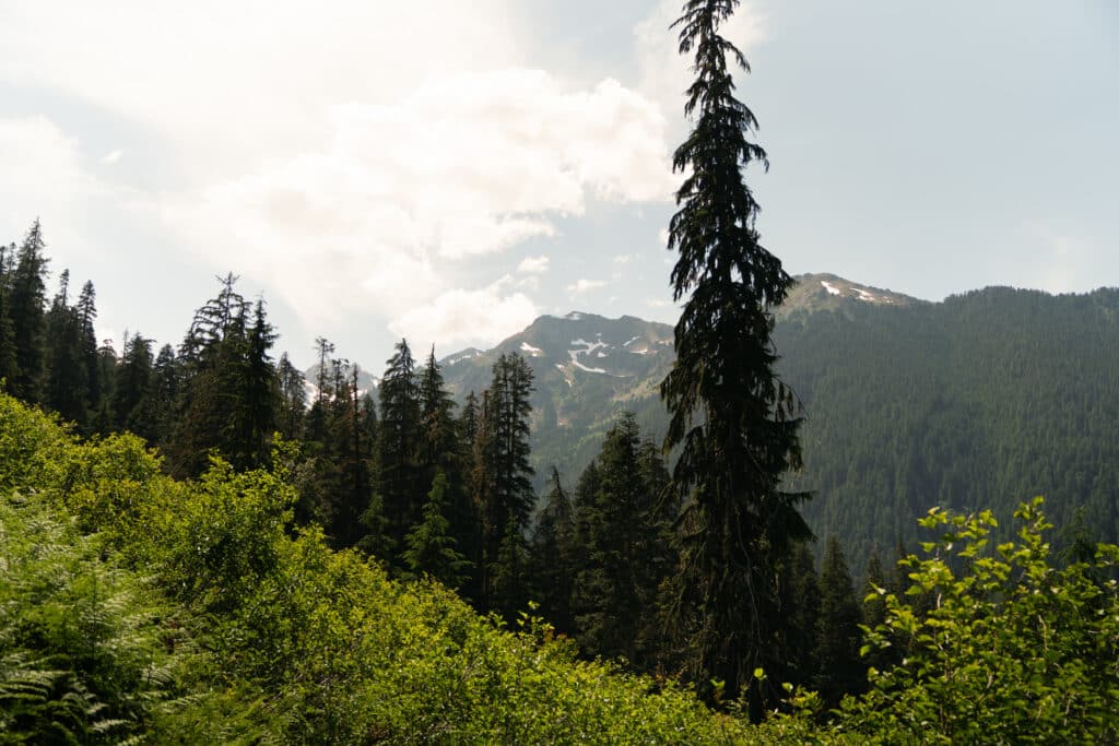 A view of the mountains from the Hoh River Trail to Blue Glacier.