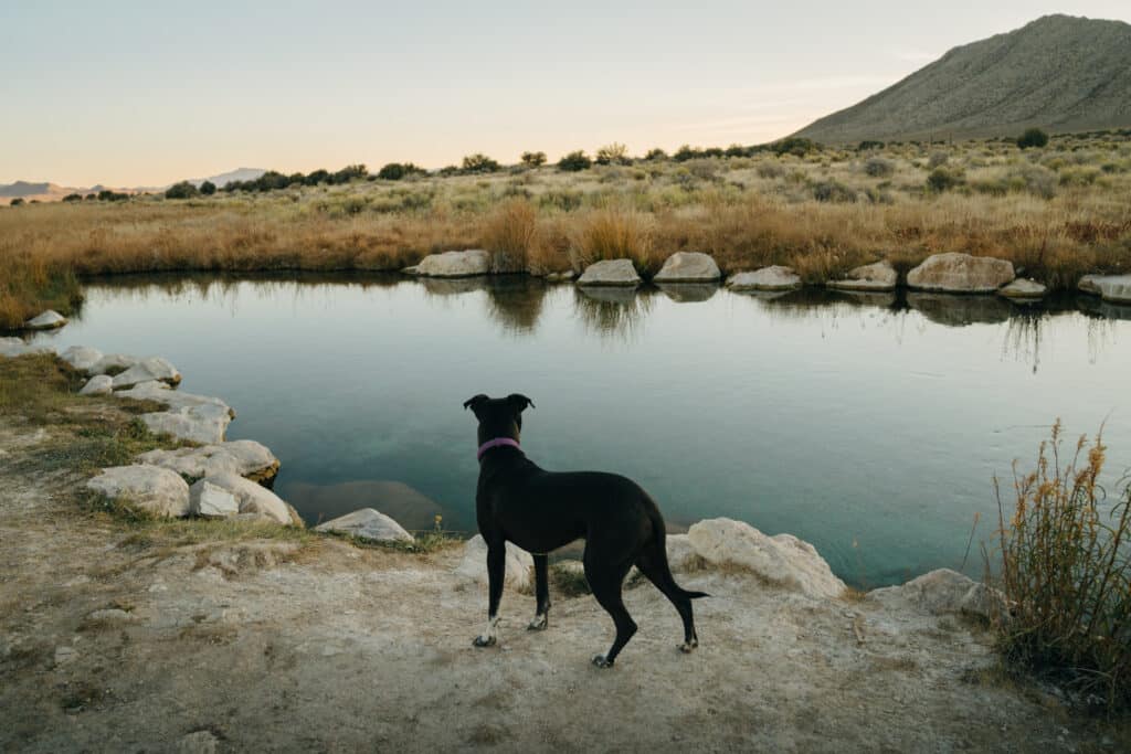 A dog standing next to a hot spring in Nevada.