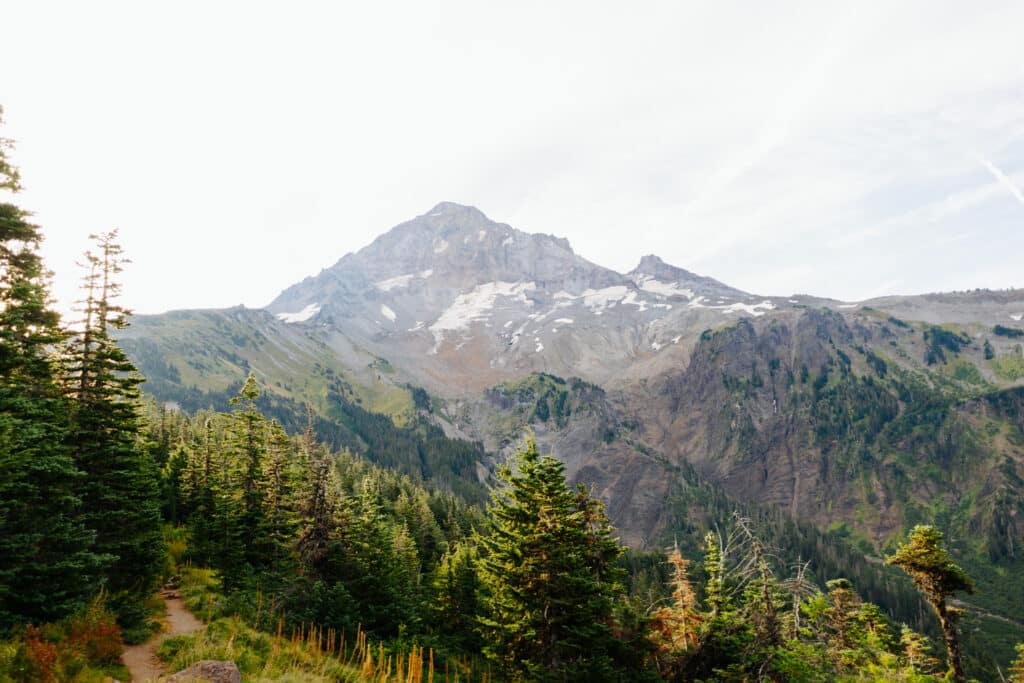 A view of Mount Hood from the Timberline Trail, framed by trees.